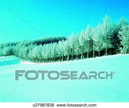 winter, outdoors, snow, sky, trees, forest View Large Photo Image Stock Photo - winter, outdoors, snow, sky, trees, forest. Fotosearch