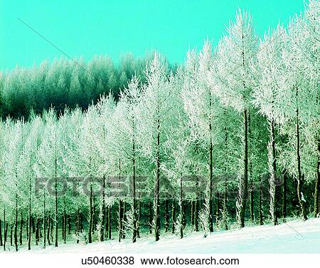 winter, outdoors, snow, sky, trees, forest View Large Photo Image Stock Photo - winter, outdoors, snow, sky, trees, forest. Fotosearch
