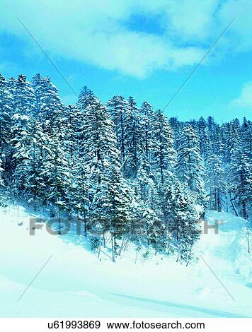 winter, outdoors, snow, sky, trees, forest View Large Photo Image Stock Photo - winter, outdoors, snow, sky, trees, forest. Fotosearch