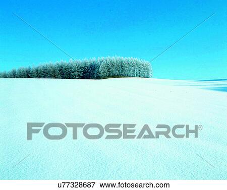winter, outdoors, snow, sky, trees, forest View Large Photo Image Stock Photo - winter, outdoors, snow, sky, trees, forest. Fotosearch