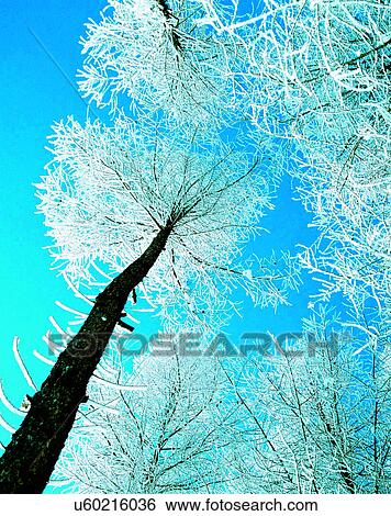 Stock Photograph - winter, outdoors, snow, sky, trees. Fotosearch