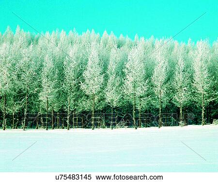 Stock Photography - winter, outdoors, snow, sky, trees, forest. Fotosearch