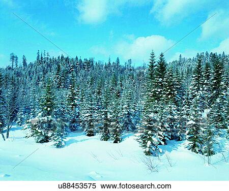 Stock Photography - winter, outdoors, snow, sky, trees, forest. Fotosearch