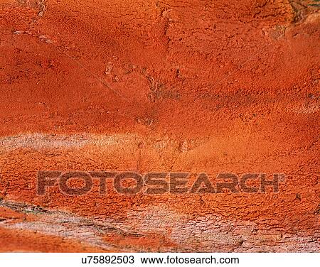 wood, background, texture, close-up, grains, patterns View Large Photo Image Stock Image - wood, background, texture, close-up, grains, patterns. Fotosearch