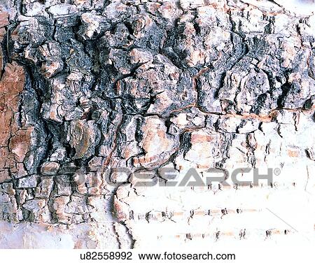 Stock Image - wood, background, texture, close-up, grains, patterns. Fotosearch