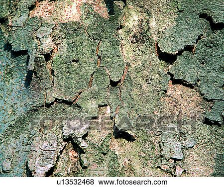 wood, background, texture, close-up, grains, patterns View Large Photo Image Stock Photo - wood, background, texture, close-up, grains, patterns. Fotosearch