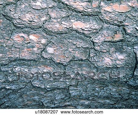 Stock Photo - wood, background, texture, close-up, grains, patterns. Fotosearch