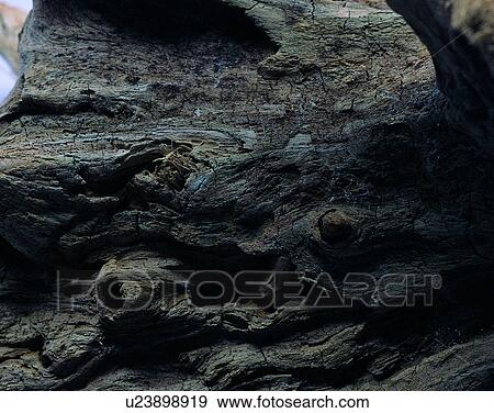 Stock Photo - wood, background, texture, close-up, grains, patterns. Fotosearch