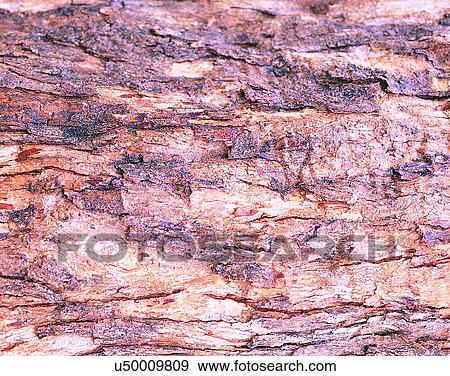 wood, background, texture, close-up, grains, patterns View Large Photo Image Stock Photo - wood, background, texture, close-up, grains, patterns. Fotosearch