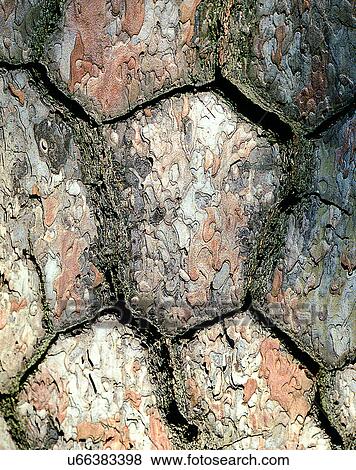 wood, background, texture, close-up, grains, patterns View Large Photo Image Stock Photo - wood, background, texture, close-up, grains, patterns. Fotosearch