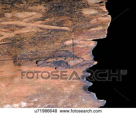 Stock Photo - wood, background, texture, close-up, grains, patterns. Fotosearch