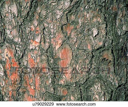 Stock Photo - wood, background, texture, close-up, grains, patterns. Fotosearch