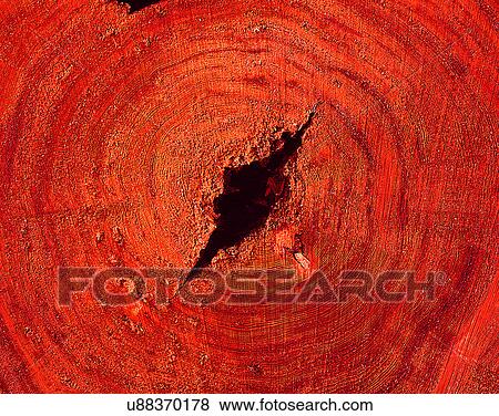 Stock Photo - wood, background, texture, close-up, grains, patterns. Fotosearch