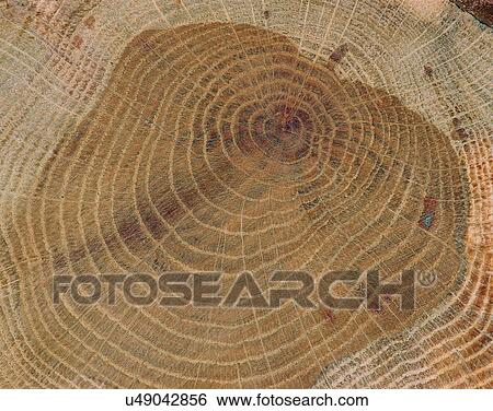 Stock Photograph - wood, background, texture, close-up, grains, patterns. Fotosearch