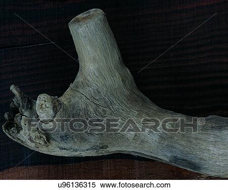 Stock Photography - wood, background, texture, close-up, grains, patterns. Fotosearch
