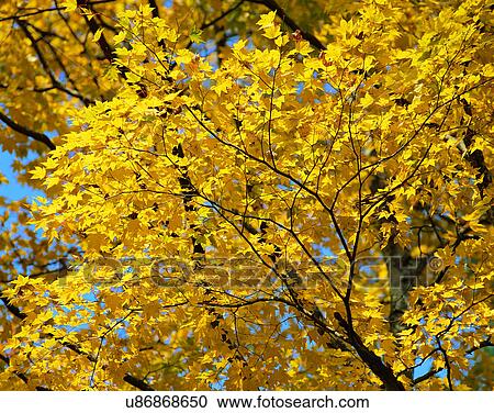 Stock Image - yellow, nature, leaf, outdoors, scenery, autumn. Fotosearch