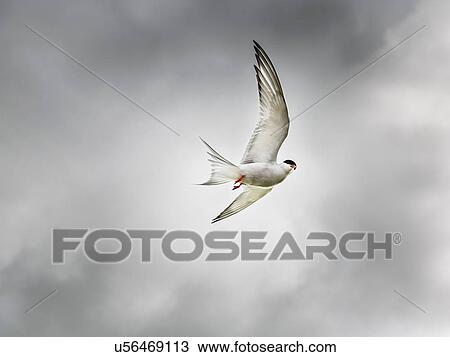 Arctic tern in flight, Arnarfjordur, Iceland View Large Photo Image Stock Image - Arctic tern in flight, Arnarfjordur, Iceland. Fotosearch