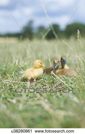 Baby chick and ducklings in field View Large Photo Image Stock Image - Baby chick and ducklings in field. Fotosearch