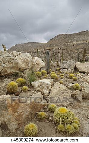 Picture - Cacti in rocky desert landscape, Cabo de Gata-Níjar Natural Park, Andalusia, Spain. Fotosearch