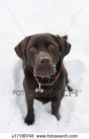 Stock Photography - Chocolate brown labrador retriever. Fotosearch