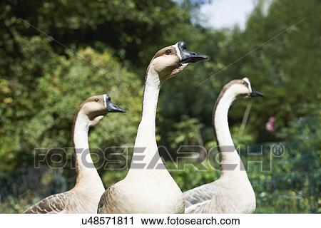 Close up of three chinese geese in park View Large Photo Image Stock Image - Close up of three chinese geese in park. Fotosearch