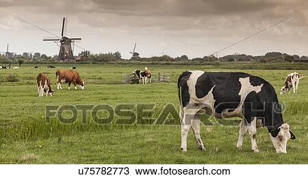 Cows grazing, Kinderdijk, Olanda, Amsterdam View Large Photo Image Stock Image - Cows grazing, Kinderdijk, Olanda, Amsterdam. Fotosearch