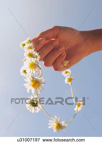 Stock Photo - Cropped hand holding daisy chain. Fotosearch