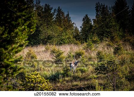 Deer in forest clearing, Lapland, Sweden View Large Photo Image Stock Image - Deer in forest clearing, Lapland, Sweden. Fotosearch