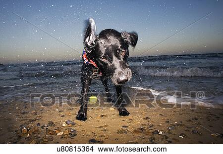 Picture - Dog on beach, Walberswick, Suffolk, England, UK. Fotosearch