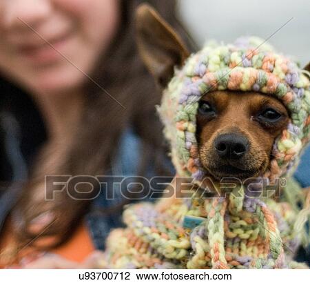 Stock Image - Dog wearing knitted hat. Fotosearch