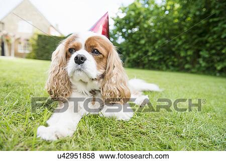 Dog wearing party hat lying on grass View Large Photo Image Stock Photo - Dog wearing party hat lying on grass. Fotosearch