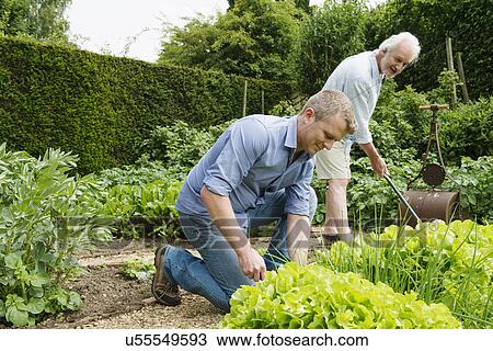 Father and adult son gardening View Large Photo Image Stock Image - Father and adult son gardening. Fotosearch
