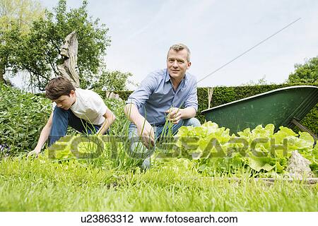 Father and son gardening View Large Photo Image Stock Image - Father and son gardening. Fotosearch