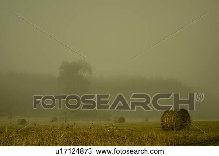 Stock Image - Field of haystacks on overcast day. Fotosearch