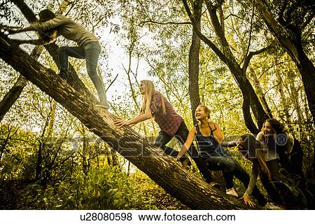 Five young women climbing tree in woods View Large Photo Image Stock Photo - Five young women climbing tree in woods. Fotosearch
