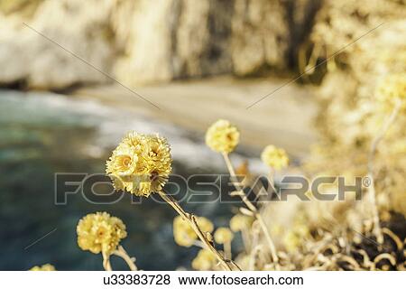 Stock Photo - Flowers at Seitani Bay, Samos, Greece. Fotosearch