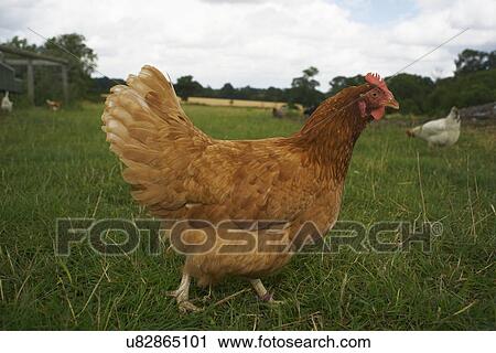 Stock Image - Free range chicken in field. Fotosearch