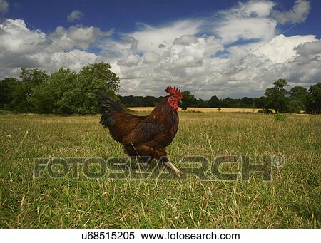Stock Photography - Free range chicken walking in field. Fotosearch
