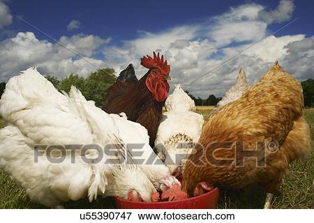 Stock Photo - Free range chickens feeding from bowl. Fotosearch