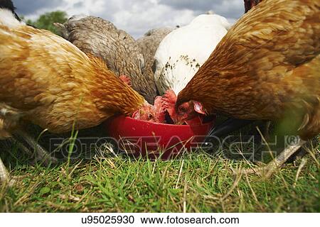 Free range chickens feeding View Large Photo Image Stock Image - Free range chickens feeding. Fotosearch
