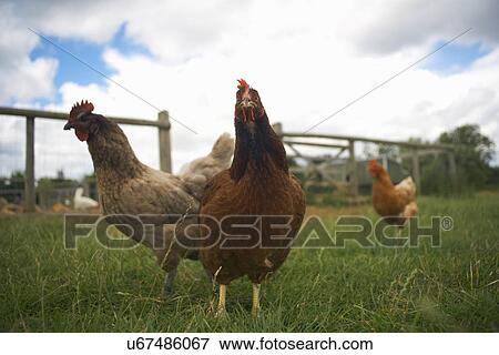 Stock Photo - Free range chickens in field. Fotosearch