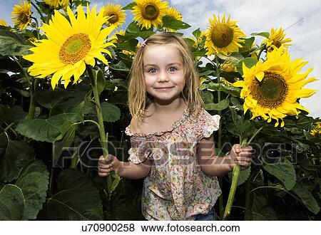 Girl holding sunflowers in field, Halesworth, Suffolk, England, UK View Large Photo Image Stock Photo - Girl holding sunflowers in field, Halesworth, Suffolk, England, UK. Fotosearch