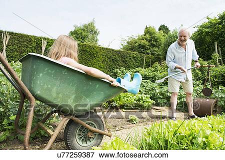 Girl sitting in wheelbarrow, grandfather gardening View Large Photo Image Stock Photo - Girl sitting in wheelbarrow, grandfather gardening. Fotosearch