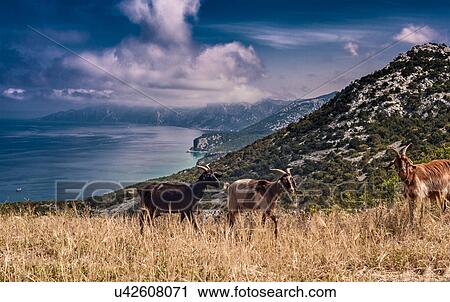 Stock Image - Goats on hill with sea in background, Arbus, Sardinia, Italy. Fotosearch