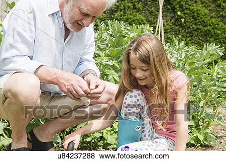 Grandfather and granddaughter gardening View Large Photo Image Stock Photo - Grandfather and granddaughter gardening. Fotosearch