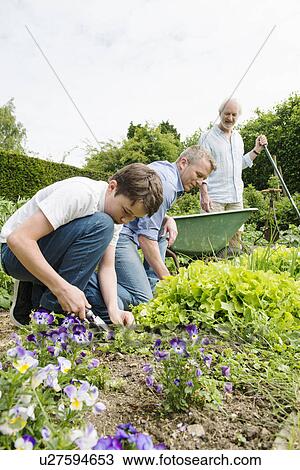 Grandfather, father and son gardening View Large Photo Image Stock Image - Grandfather, father and son gardening. Fotosearch