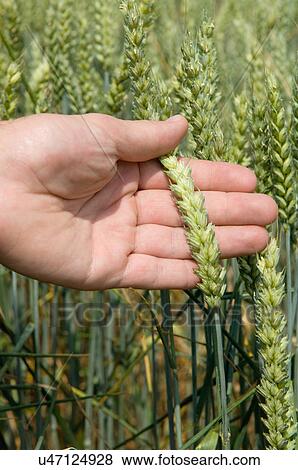 Stock Photo - Hand holding wheat plant. Fotosearch