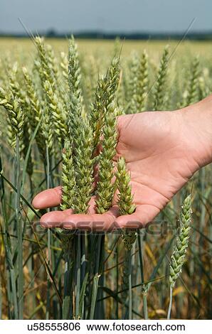 Hand holding wheat plant View Large Photo Image Stock Photograph - Hand holding wheat plant. Fotosearch