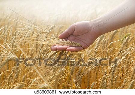 Stock Image - Hand touching wheat. Fotosearch