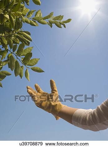 Stock Photo - Hand wearing rubber glove reaching out to tree foliage. Fotosearch